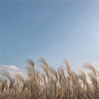 疯狂地鼠城游戏下载